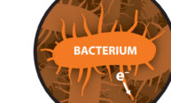 Building a better microbial fuel cell—using paper Building a better microbial fuel cell—using paper