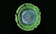 Hidden herpes virus may play key role in MS, other brain disorders Hidden herpes virus may play key role in MS, other brain disorders