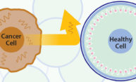 Rochester chemists find new means to ‘block’ cancer cell growth Rochester chemists find new means to ‘block’ cancer cell growth