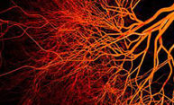 blood vessels