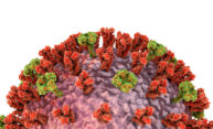 In pursuit of a universal flu vaccine In pursuit of a universal flu vaccine