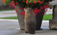 Happy Marmota monax Day Happy Marmota monax Day