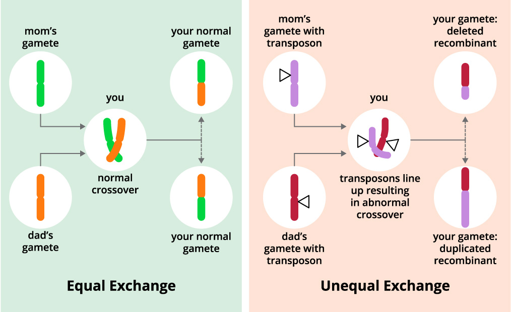 lung biology