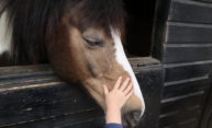 Horses get the flu, too Horses get the flu, too