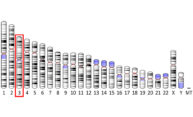 How can a single gene be at fault in one of the deadliest cancers? How can a single gene be at fault in one of the deadliest cancers?