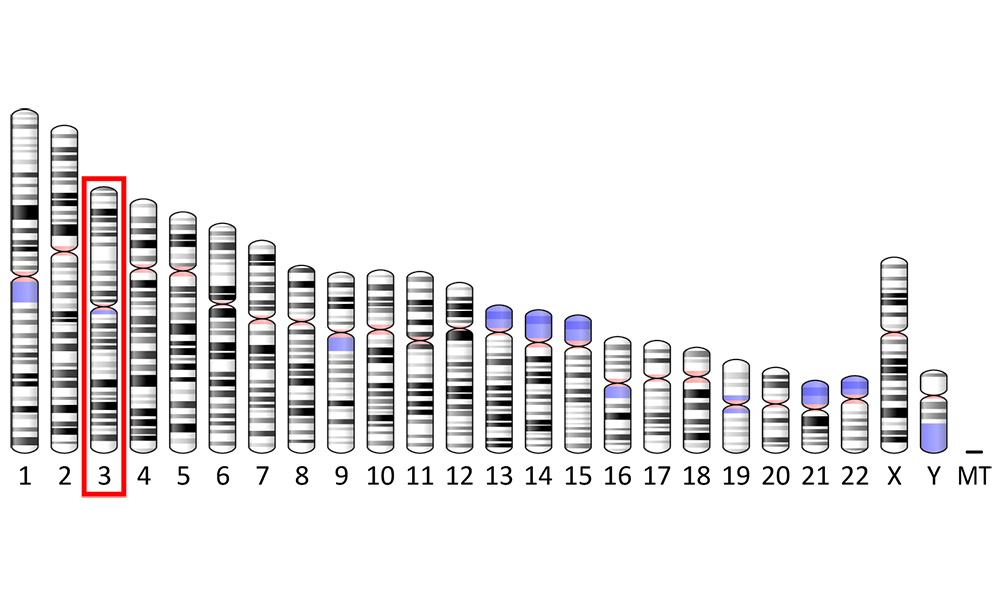 diagram of human genome with the number 3 chromsome circled in red