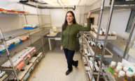 Researchers sequence the genome’s elusive centromere Researchers sequence the genome’s elusive centromere