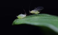 Virus genes help determine if pea aphids get their wings Virus genes help determine if pea aphids get their wings