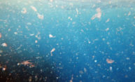 Detecting microplastics first step in assessing environmental harm Detecting microplastics first step in assessing environmental harm