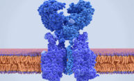 Rochester biologists selected for ‘rapid research’ on COVID-19 Rochester biologists selected for ‘rapid research’ on COVID-19
