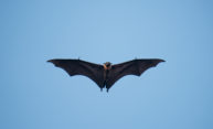 Bats offer clues to treating COVID-19 Bats offer clues to treating COVID-19