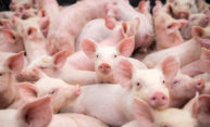 What does East Germany’s rise and fall have to do with pigs? A lot, actually What does East Germany’s rise and fall have to do with pigs? A lot, actually