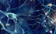 Study offers new insights into fragile X syndrome Study offers new insights into fragile X syndrome