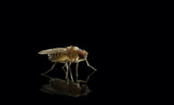 More evidence of an evolutionary ‘arms race’ between genes and selfish genetic elements More evidence of an evolutionary ‘arms race’ between genes and selfish genetic elements