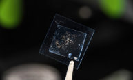 Quest for elusive monolayers just got a lot simpler Quest for elusive monolayers just got a lot simpler