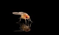 ‘Supergene’ wreaks havoc in a genome ‘Supergene’ wreaks havoc in a genome