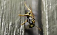Paper wasp parasites turn hosts into long-lived ‘zombies’ Paper wasp parasites turn hosts into long-lived ‘zombies’