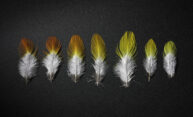 Birds of a feather flock together? Birds of a feather flock together?