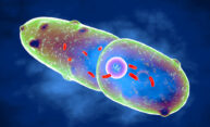 Scientists take another step in the quest to combat antibiotic resistance Scientists take another step in the quest to combat antibiotic resistance