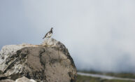 How do living things use meaningful information to survive? How do living things use meaningful information to survive?