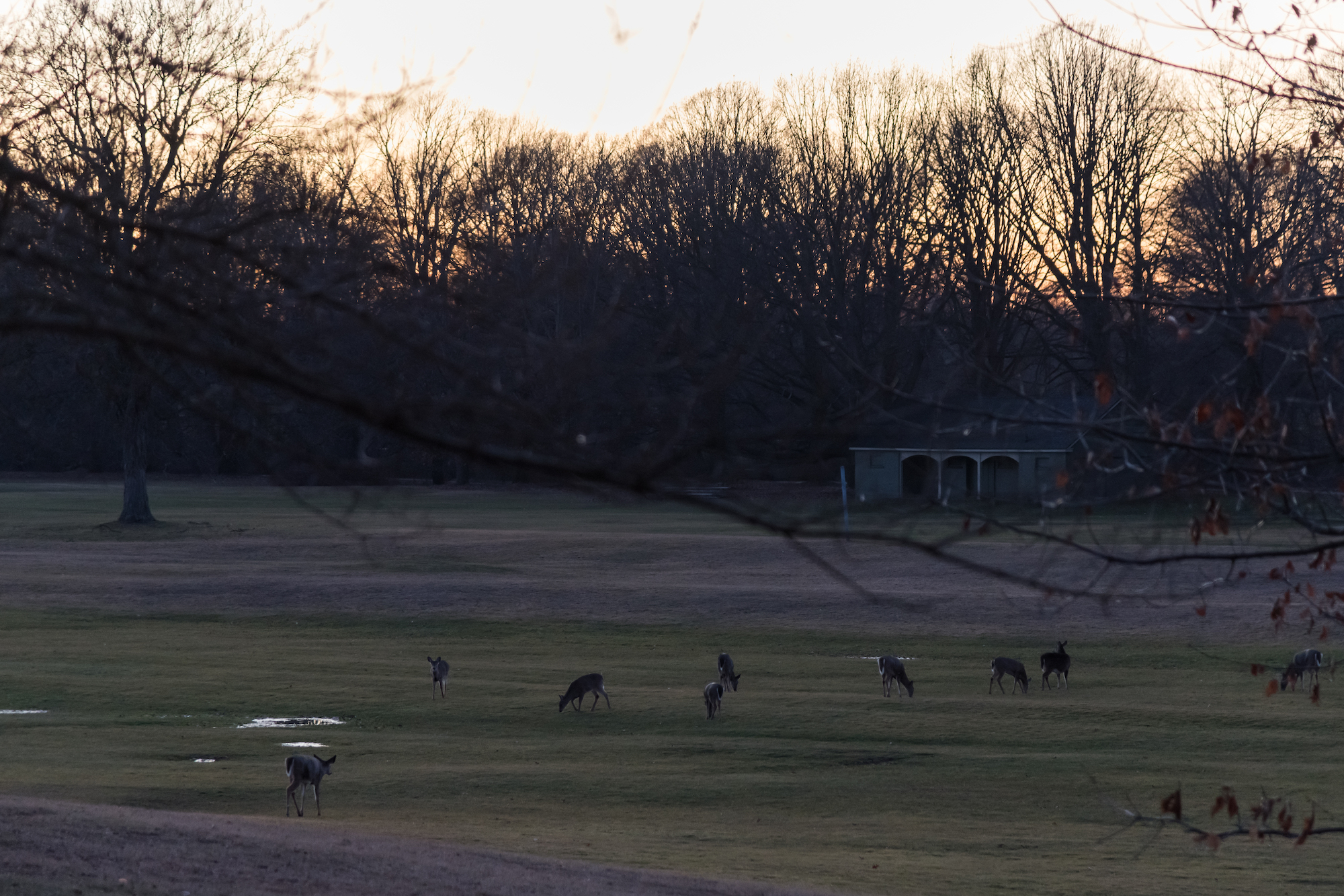 Deer feed at twilight