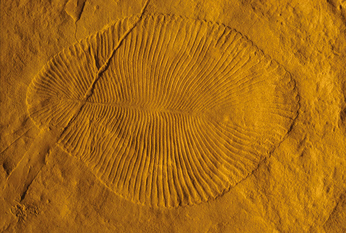 Fossil impression of Dickinsonia, an example of Ediacaran fauna from Australia.