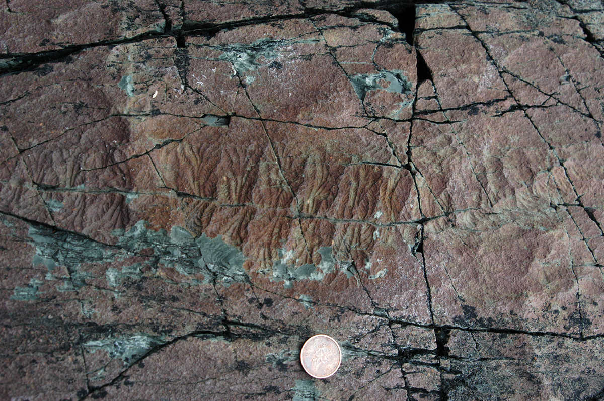 Fossil impression of Fractofusus, an example of Ediacaran fauna from Newfoundland, near a penny for scale. 