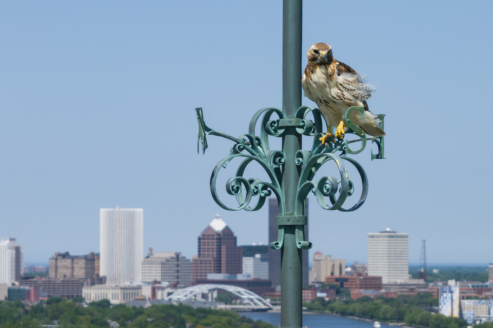 A red-tailed hawk perches atop a weathervane