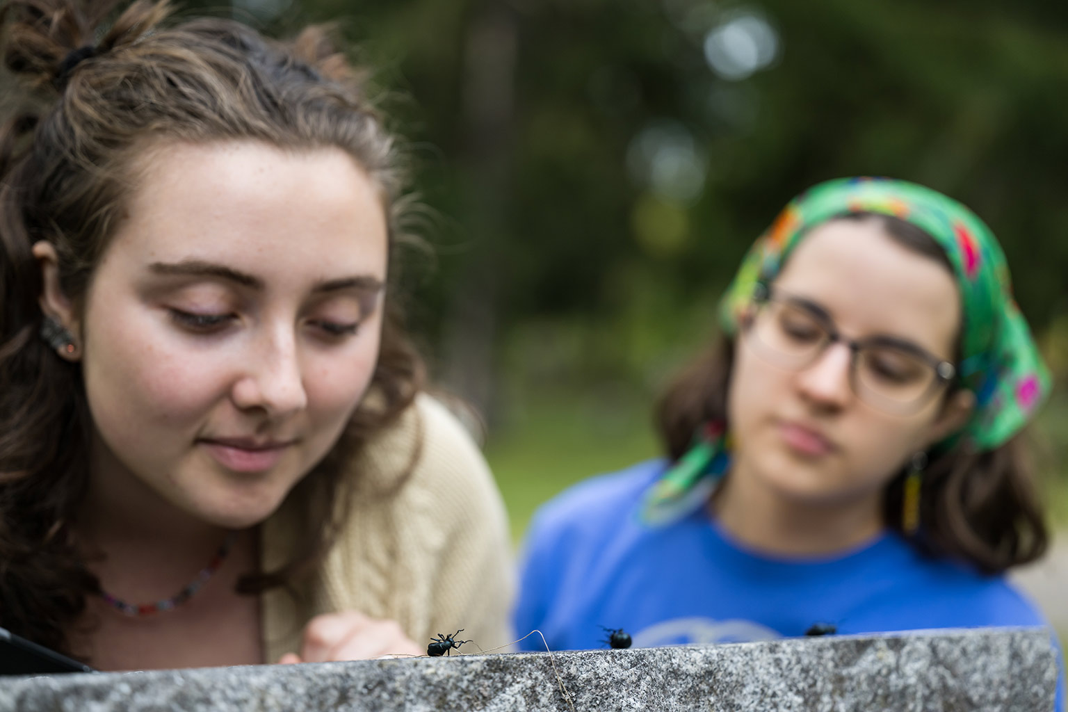 two students examine two beetles as they walk across the top of a grave stone.