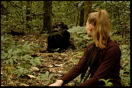 Woman seen from behind looking at chimpanzees in the background.