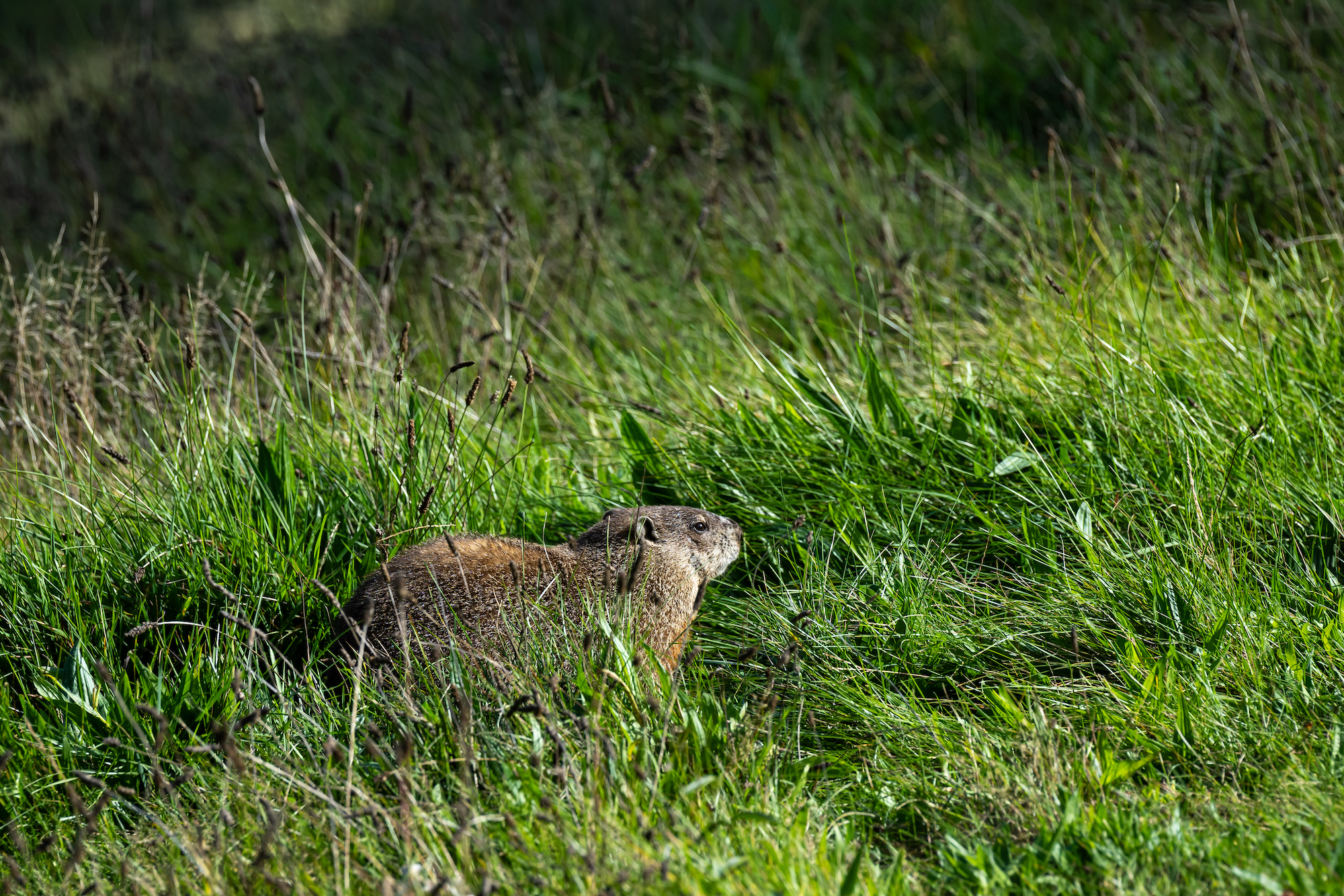 Groundhog photographed behind Susan B Anthony Hall in long green grass