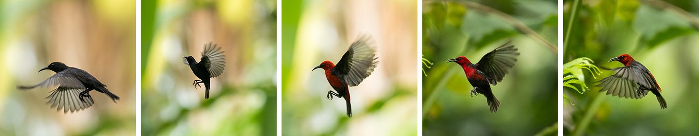 five individual photos of a black or a red bird in flight.