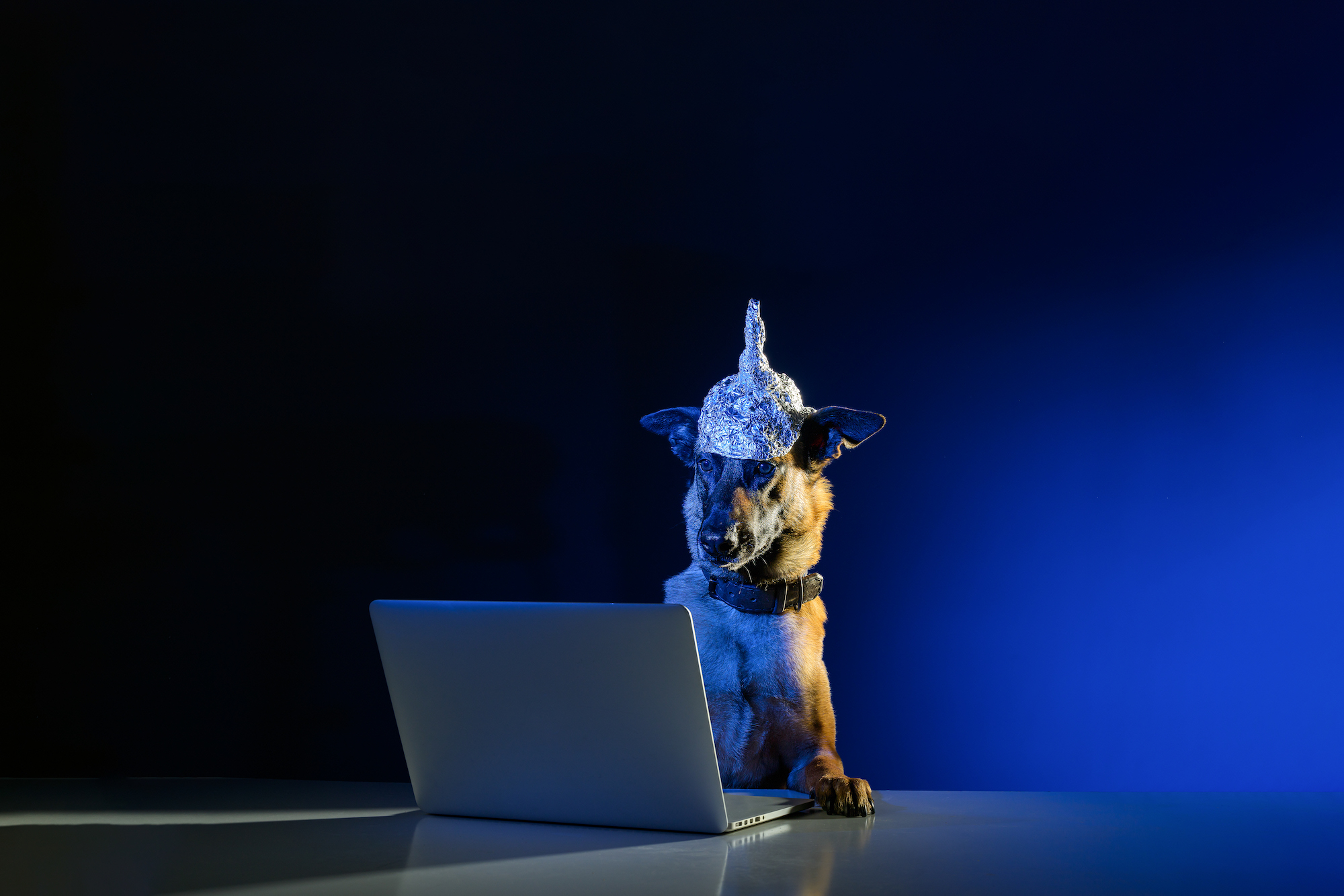 Sprite, a Belgian Malinois dog, wears a tinfoil hat. 