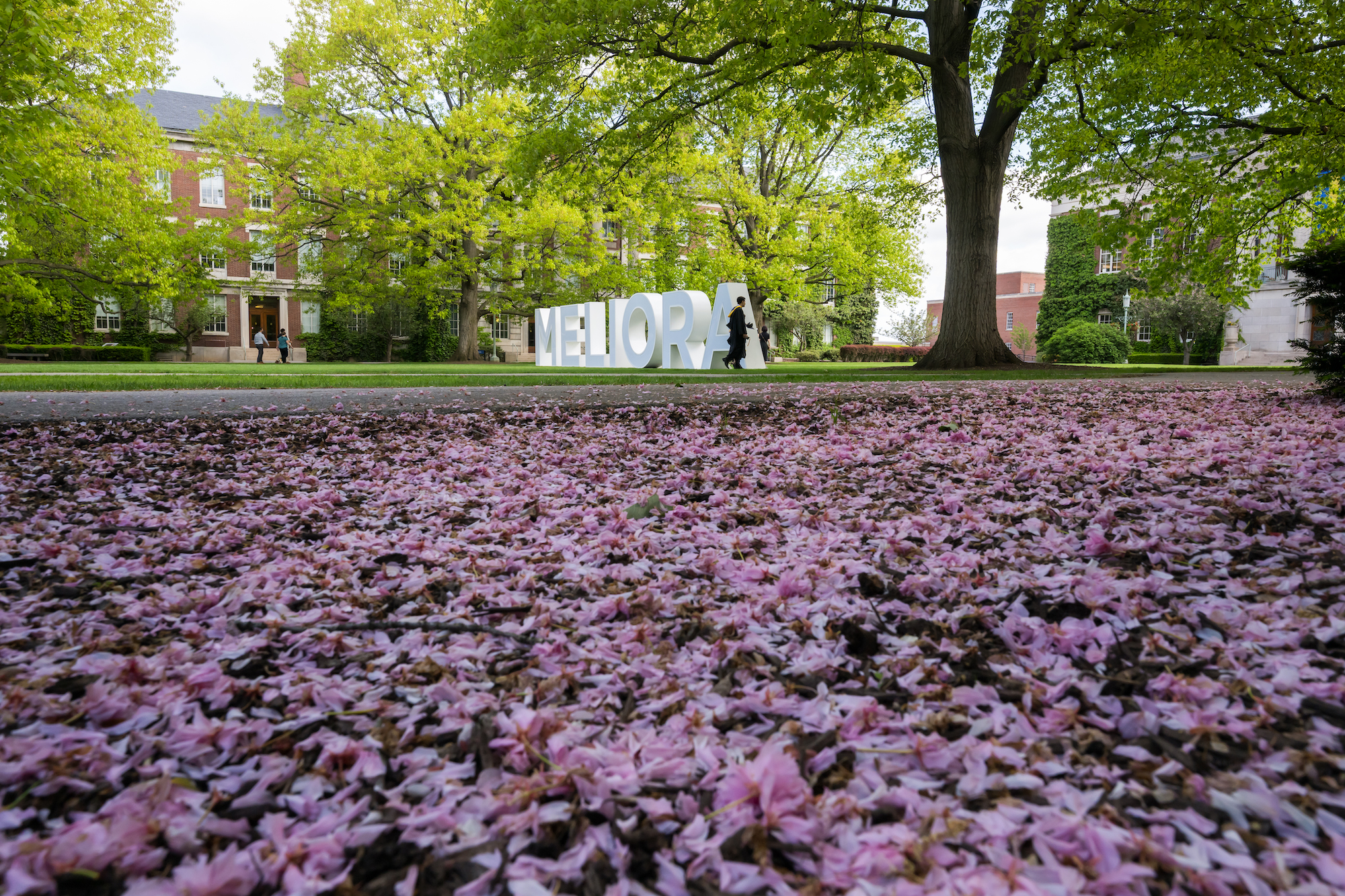 Meliora letters amid flowering crab tree blossoms.
