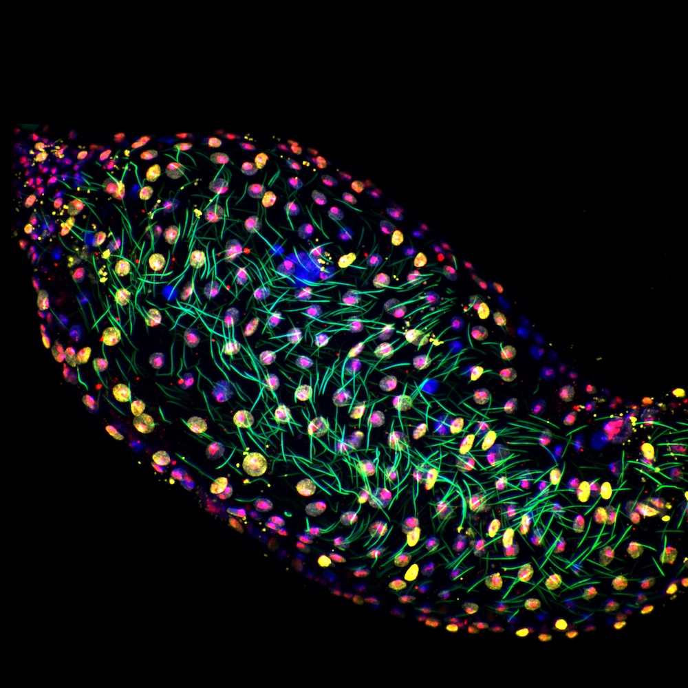 Fluorescent microscope image showing vibrant structures in green, yellow, purple, and blue.