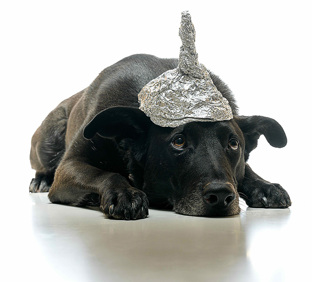 Black dog wearing a tin foil hat lays on the ground and looks up with sad puppy dog eyes.