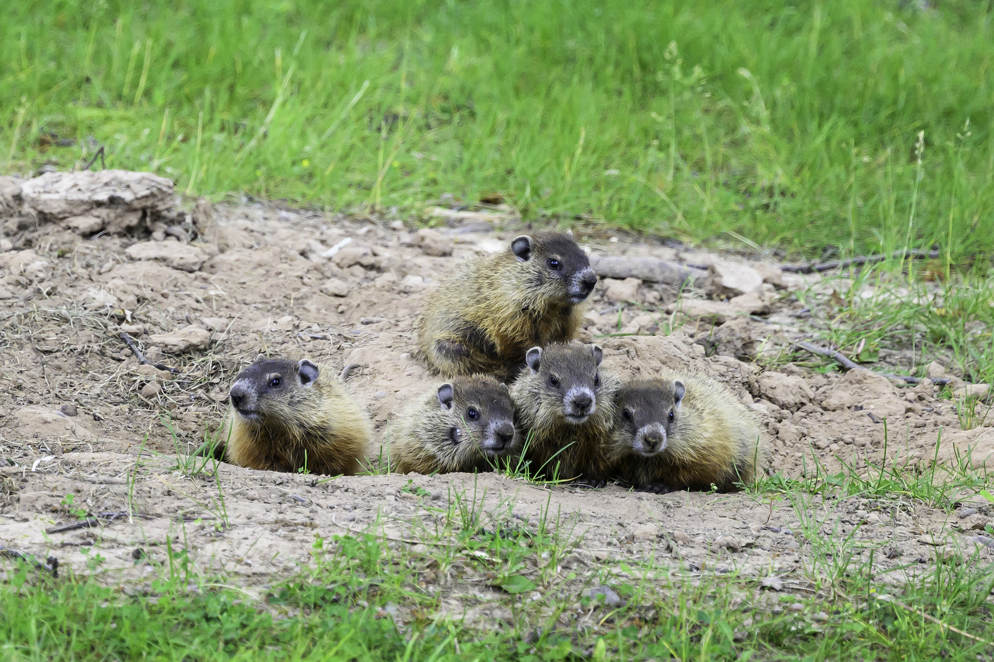 An adult groundhog and several pups.