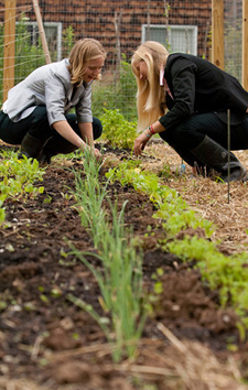 garden