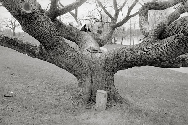 photo of tree