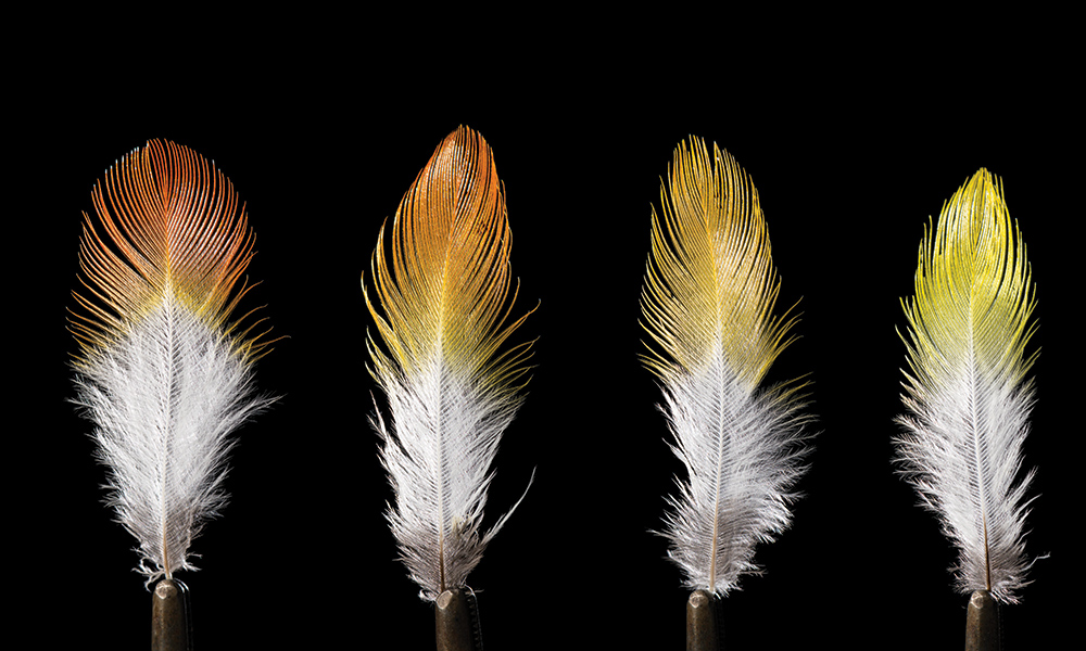 composite photo showing colorful feathers as they appear under spectral analysis