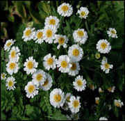 feverfew plant