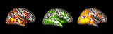 brains pbs