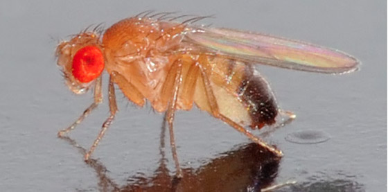 drosophila