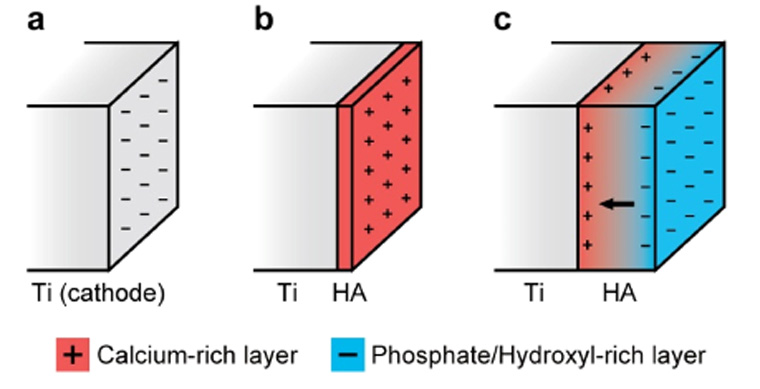 hydroxyapatite