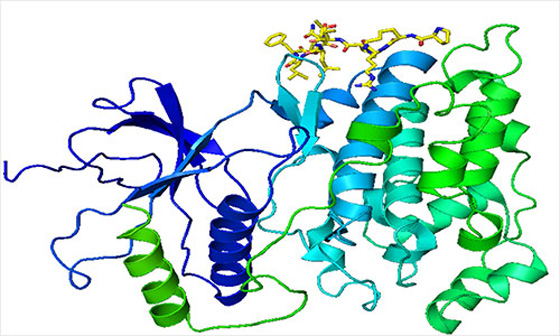 kinase