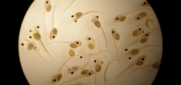 tadpoles