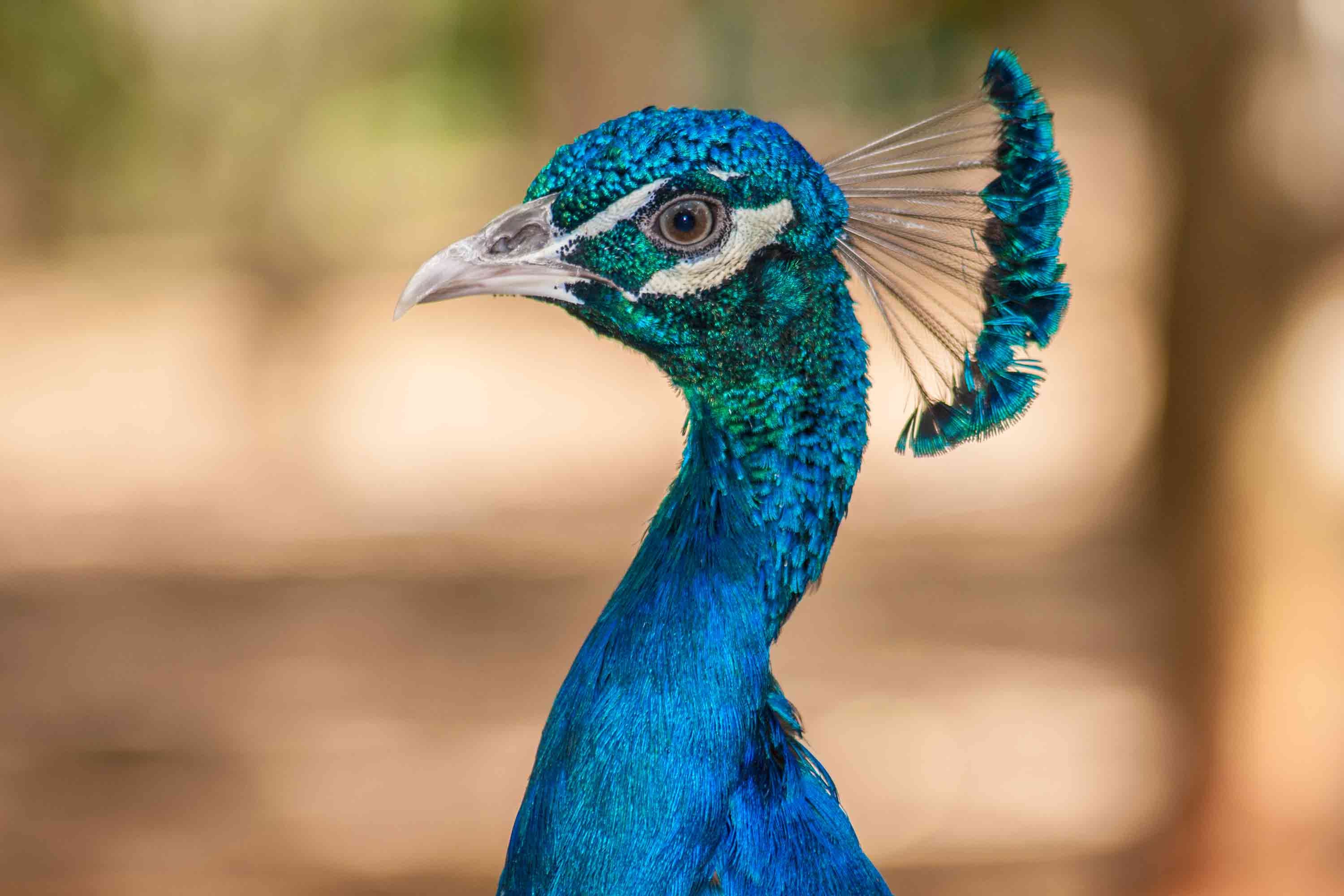 Peacock