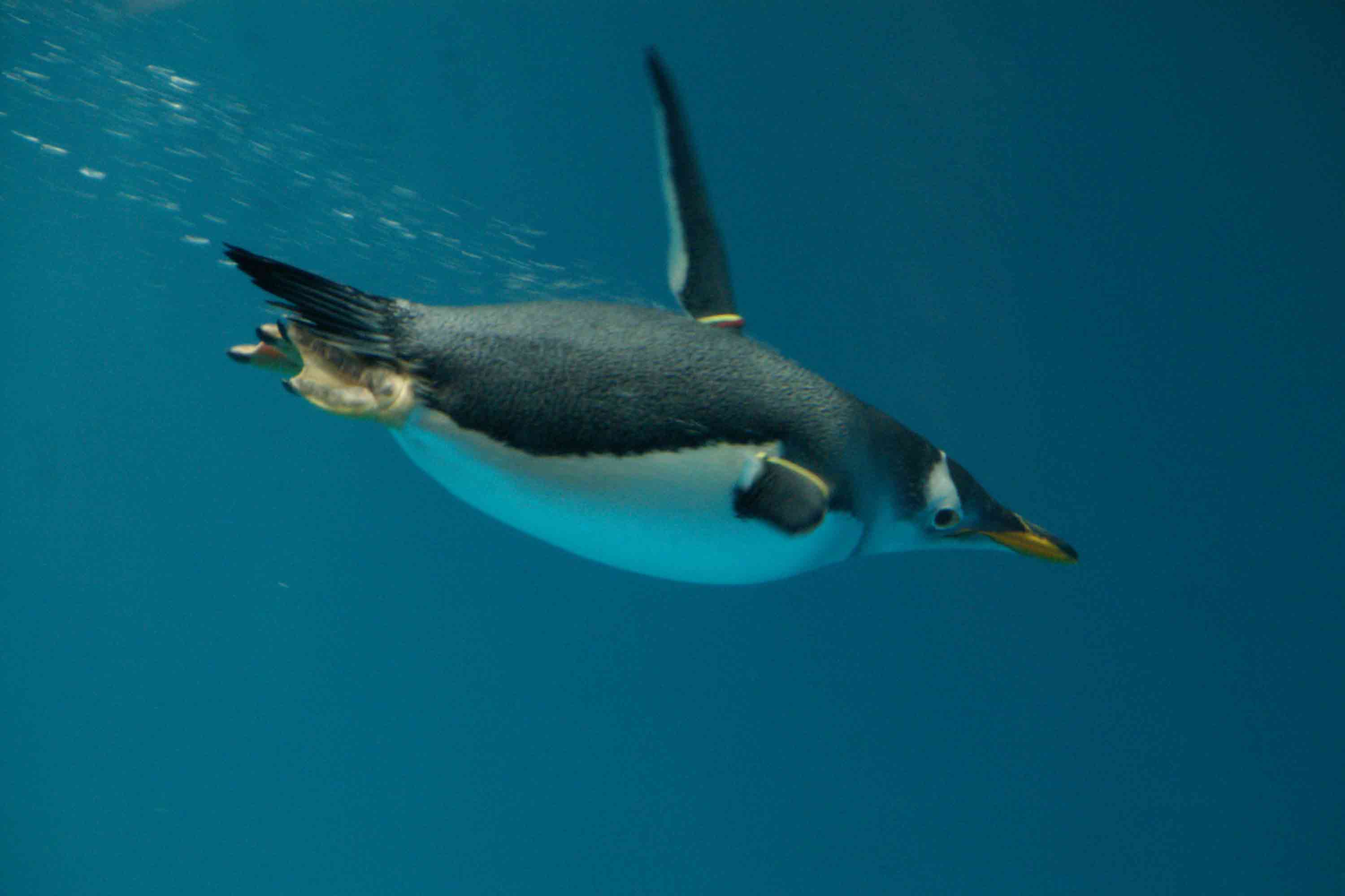 Penguin