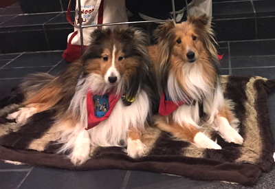 two collies wearing bandannas