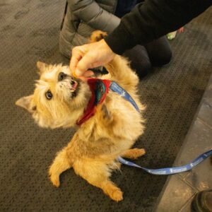 A small dog wearing a red bandana around it's neck standing on its hind legs with front arms up high reaching for a treat that an individual is holding up close to their mouth.  (Flourish Festival 2024)
